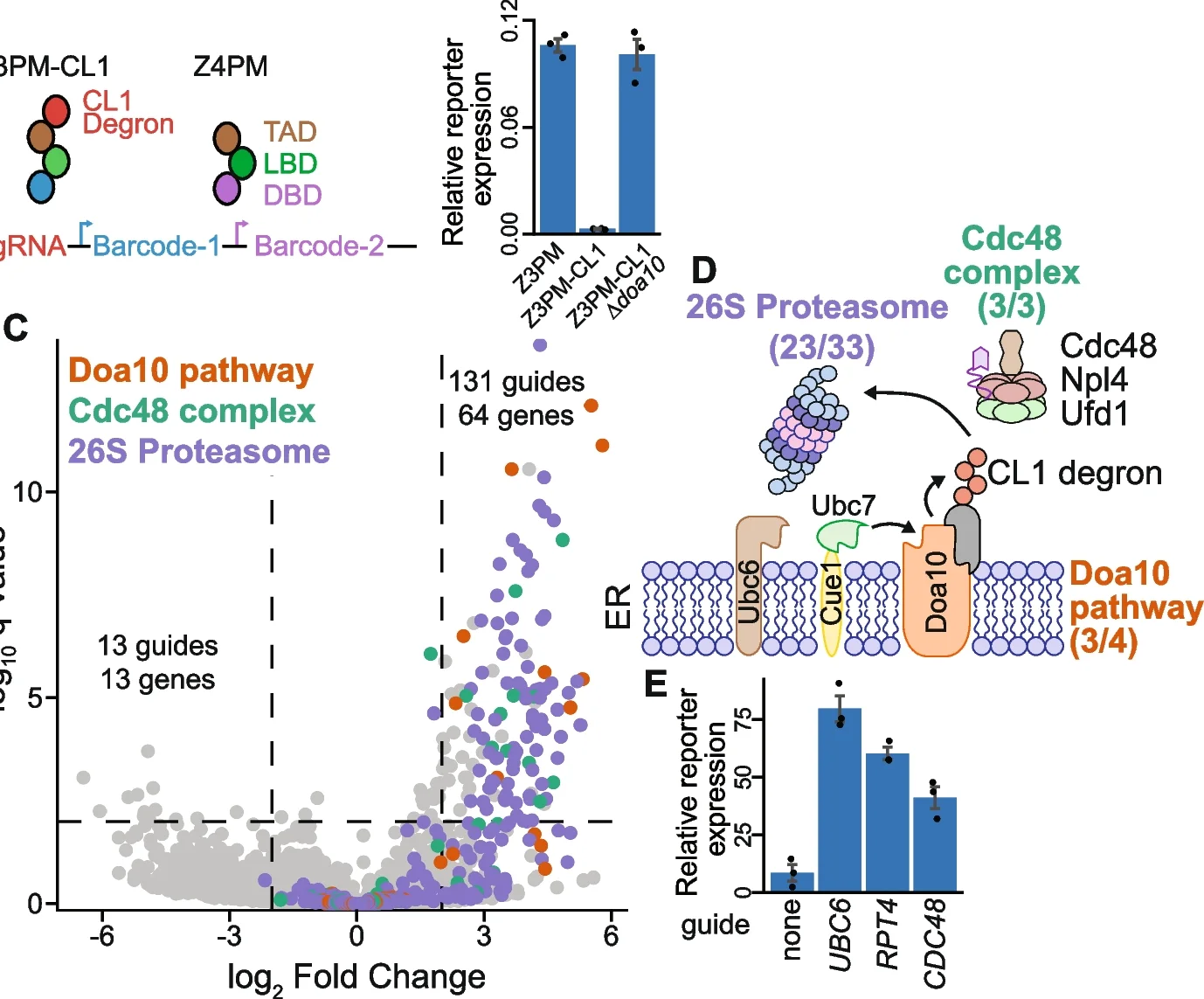 Open access visualization of Bar Plot, Volcano Plot, Illustration, RT-qPCR, Reporter Transcripts
