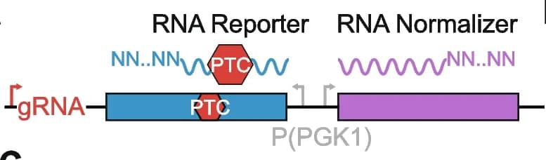 Open access visualization of Workflow, Illustration, CiBER-seq, RNA, 3' UTR