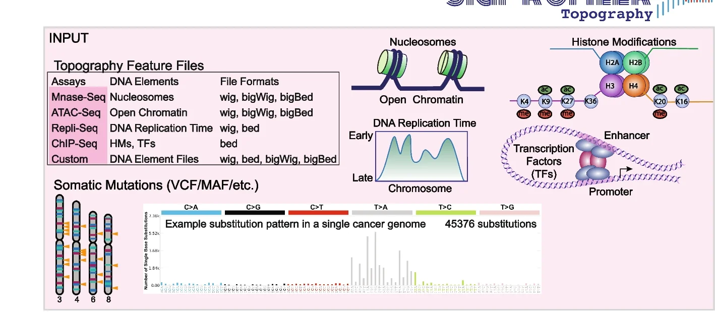Open access visualization of Illustration, Workflow, Bar Plot, Line Plot, SigProfilerTopography