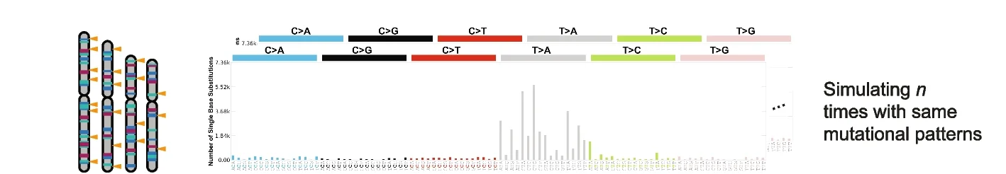 Open access visualization of Bar Plot, Illustration, SigProfilerTopography, Somatic Mutations, SigProfilerSimulator
