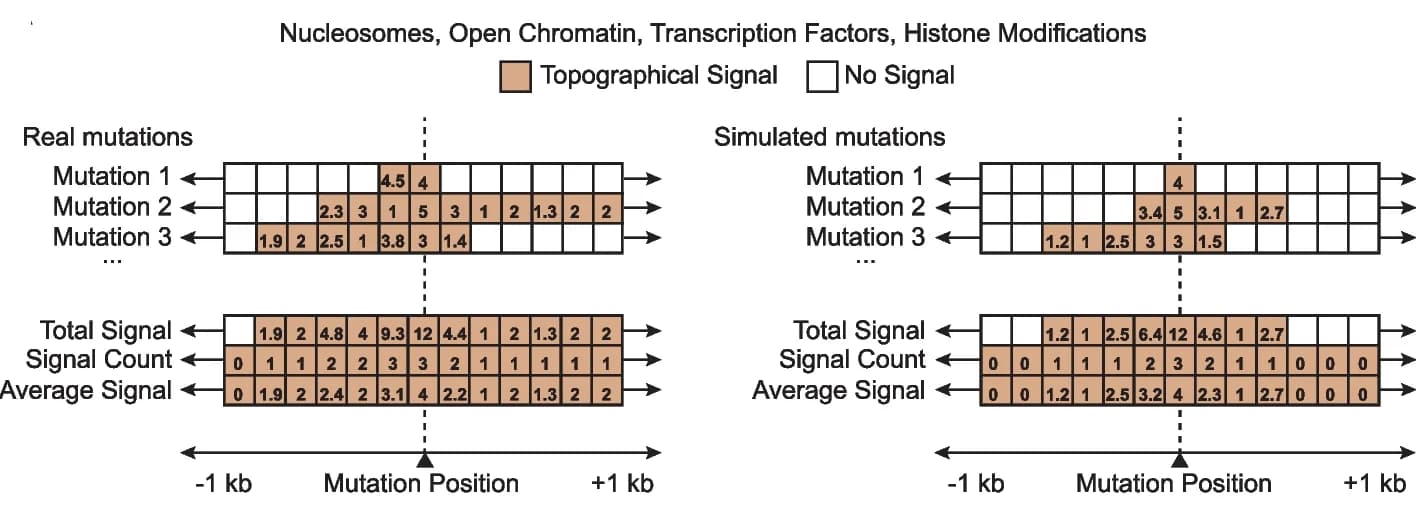 Open access visualization of Heatmap, Occupancy Analysis, Real Mutations, Simulated Mutations, Genomic Location