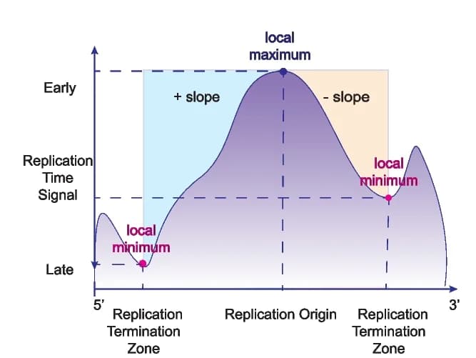 Open access visualization of Line Plot, DNA Replication, Replication Timing, Replication Origins, Replication Termination