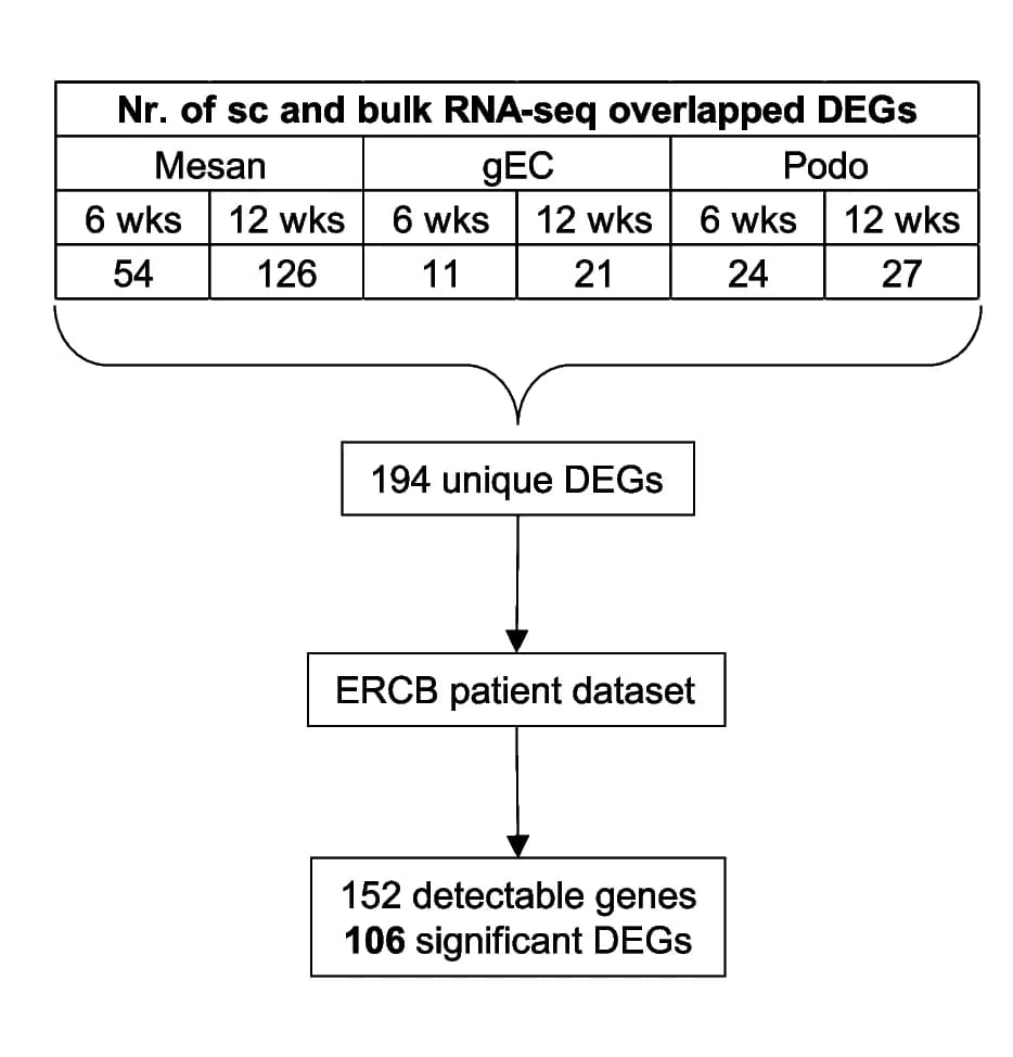 Open access visualization of Workflow, Table Image, Flowchart, Glomerular DEGs, Single-cell RNA-seq