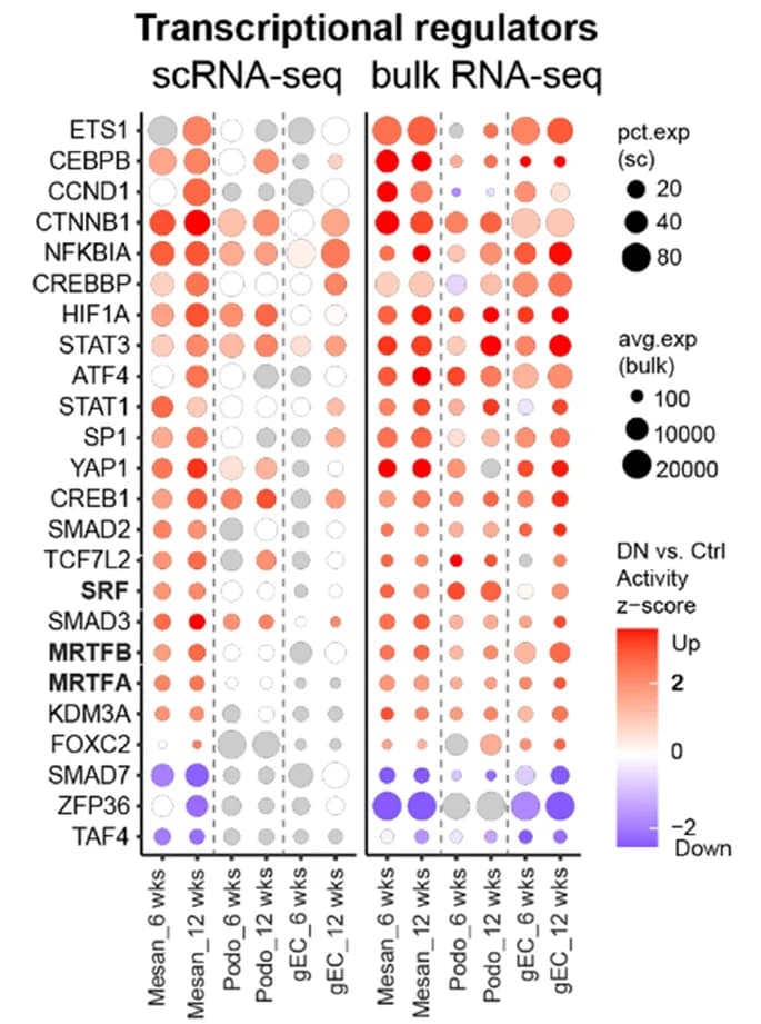 Open access visualization of Bubble Plot, Heatmap, Dot Plot, Transcriptional Regulation, Single-cell RNA-seq