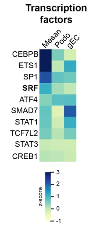 Open access visualization of Heatmap, Transcription Factors, SCENIC, Activity Z-scores