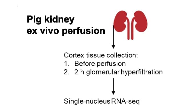 Open access visualization of Workflow, Flowchart, Pig, Kidney, Ex vivo perfusion