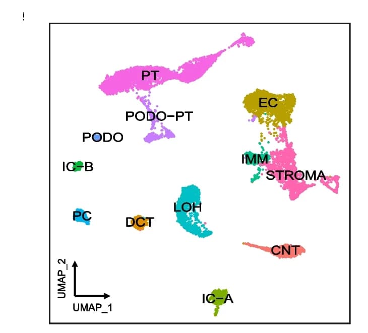 Open access visualization of Scatter Plot, UMAP, UMAP plot, Cell types, snRNA-seq
