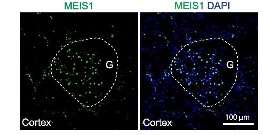 Open access visualization of Microscopy, Immunofluorescence, MEIS1, Pig, Kidney cortex