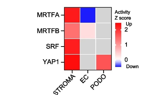 Open access visualization of Heatmap, Z scores, Mechanosensitive transcriptional regulators, IPA, Kidney perfusion