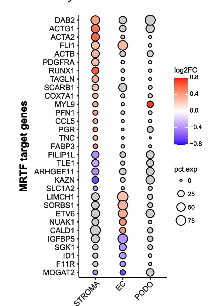 Open access visualization of Bubble Plot, Dot plot, MRTF, Transcriptional target genes, Kidney tissue