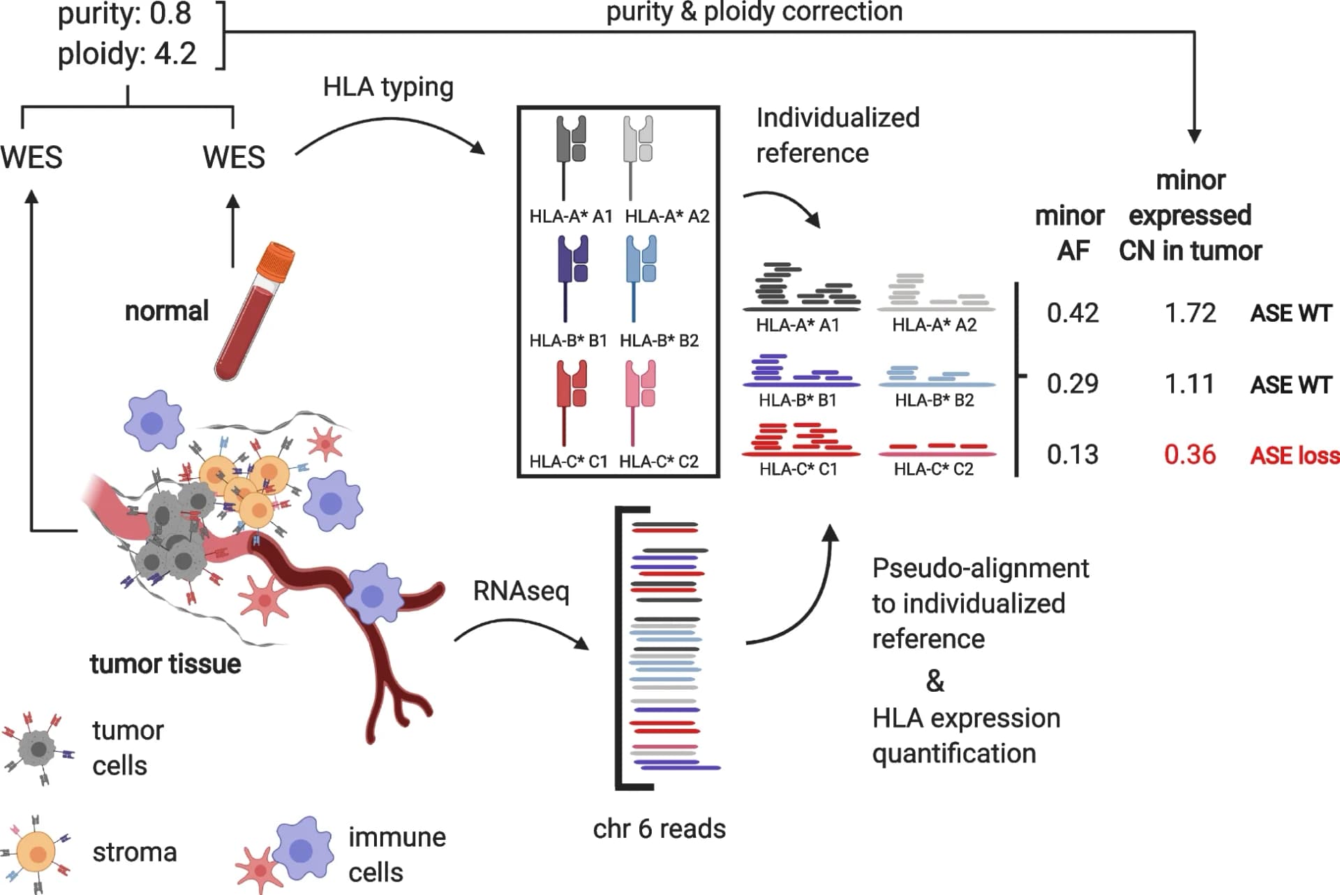 Open access visualization of Workflow, Illustration, RNA-seq data, WES data, Tumor