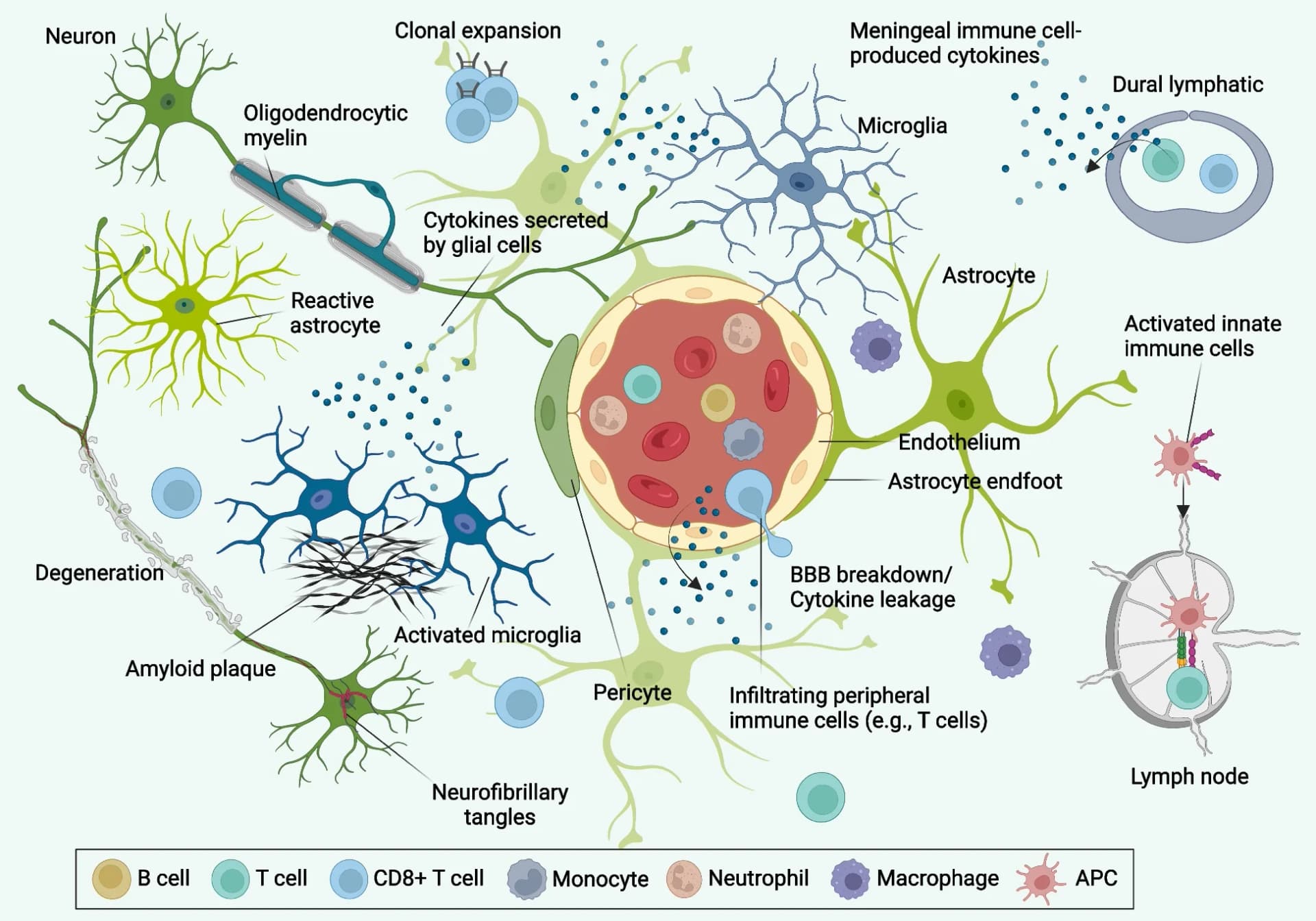 Open access visualization of Illustration, AD, beta-amyloid plaques, neurofibrillary tangles, neuronal cell death