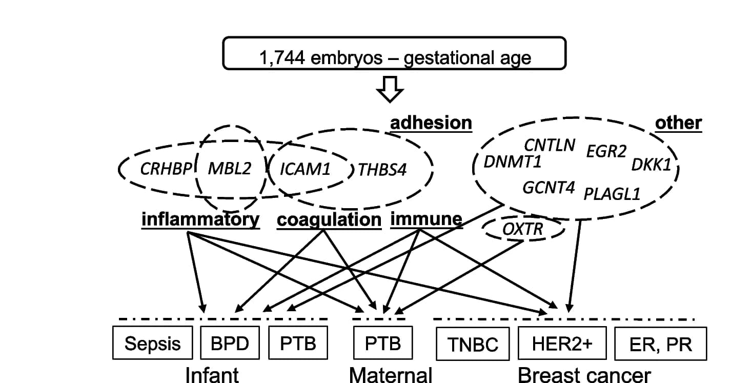 Open access visualization of Workflow, Flowchart, Gestational Age, PTB, Infant Disease