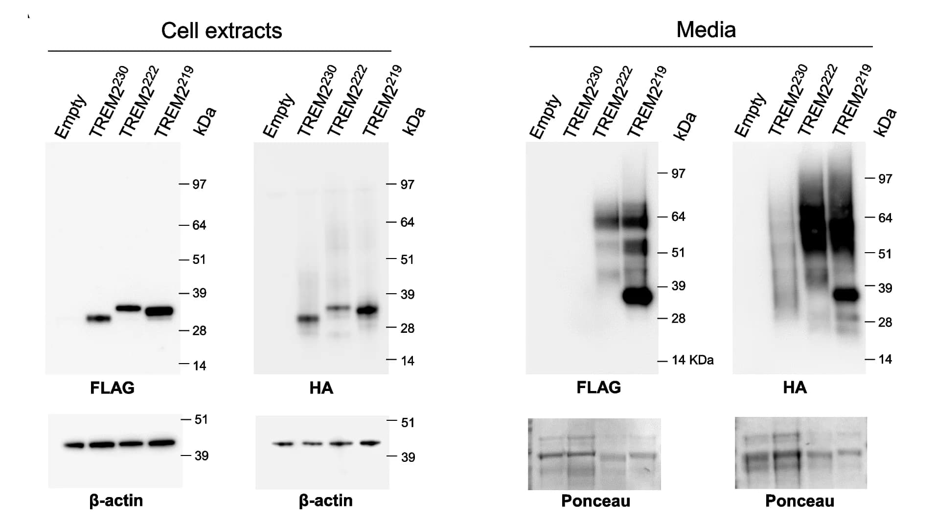 Open access visualization of Gel, Western Blot, TREM2 Isoforms, Cell Extracts, Media