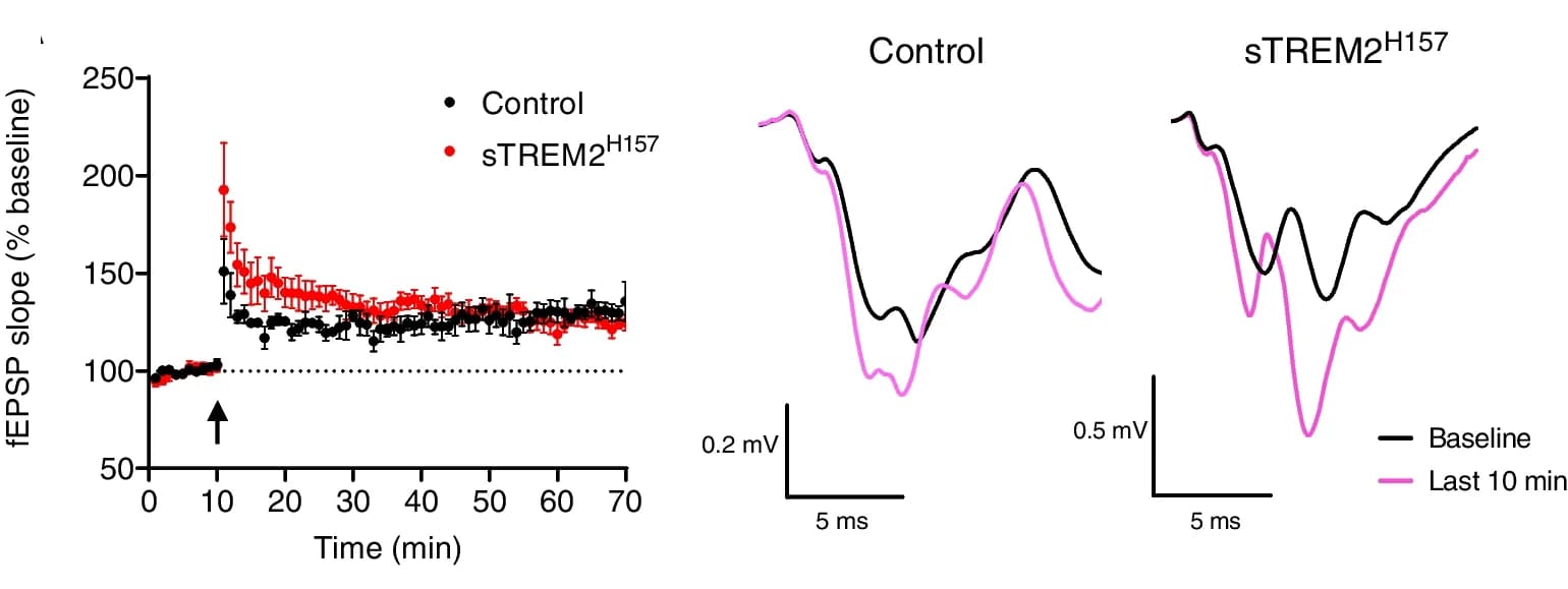 Open access visualization of Line Plot, Error Bars, sTREM2 H157, fESP slopes, fEPSP trace
