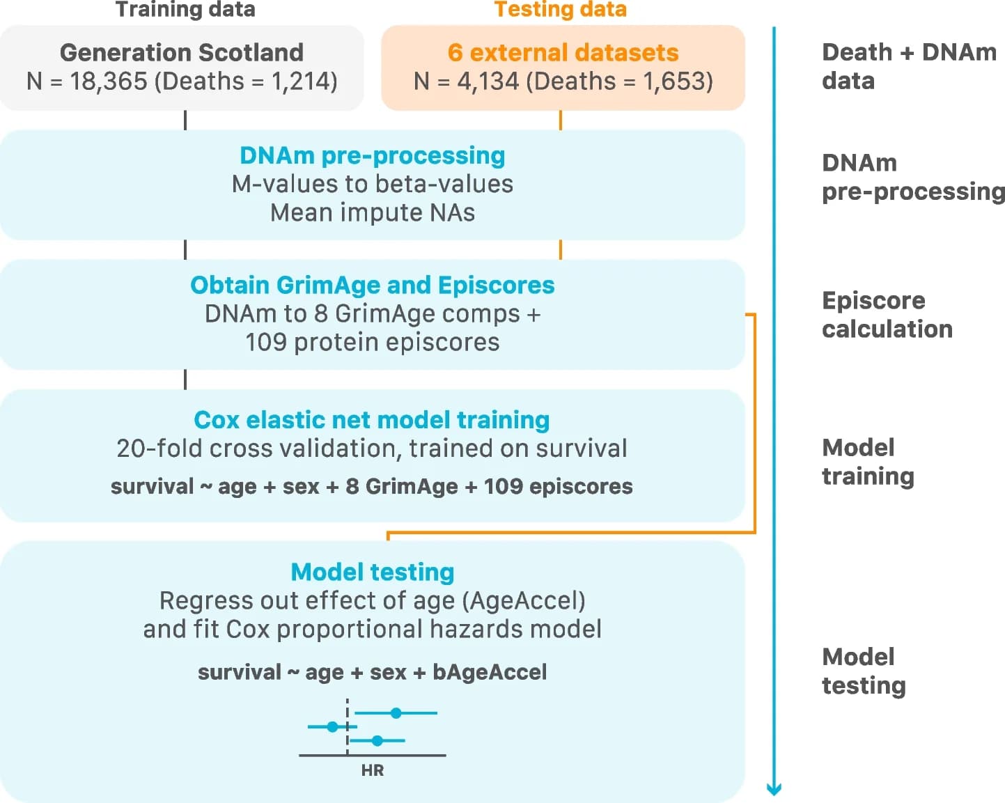 Open access visualization of Workflow, Forest Plot, DNAm data, Generation Scotland, GrimAge components