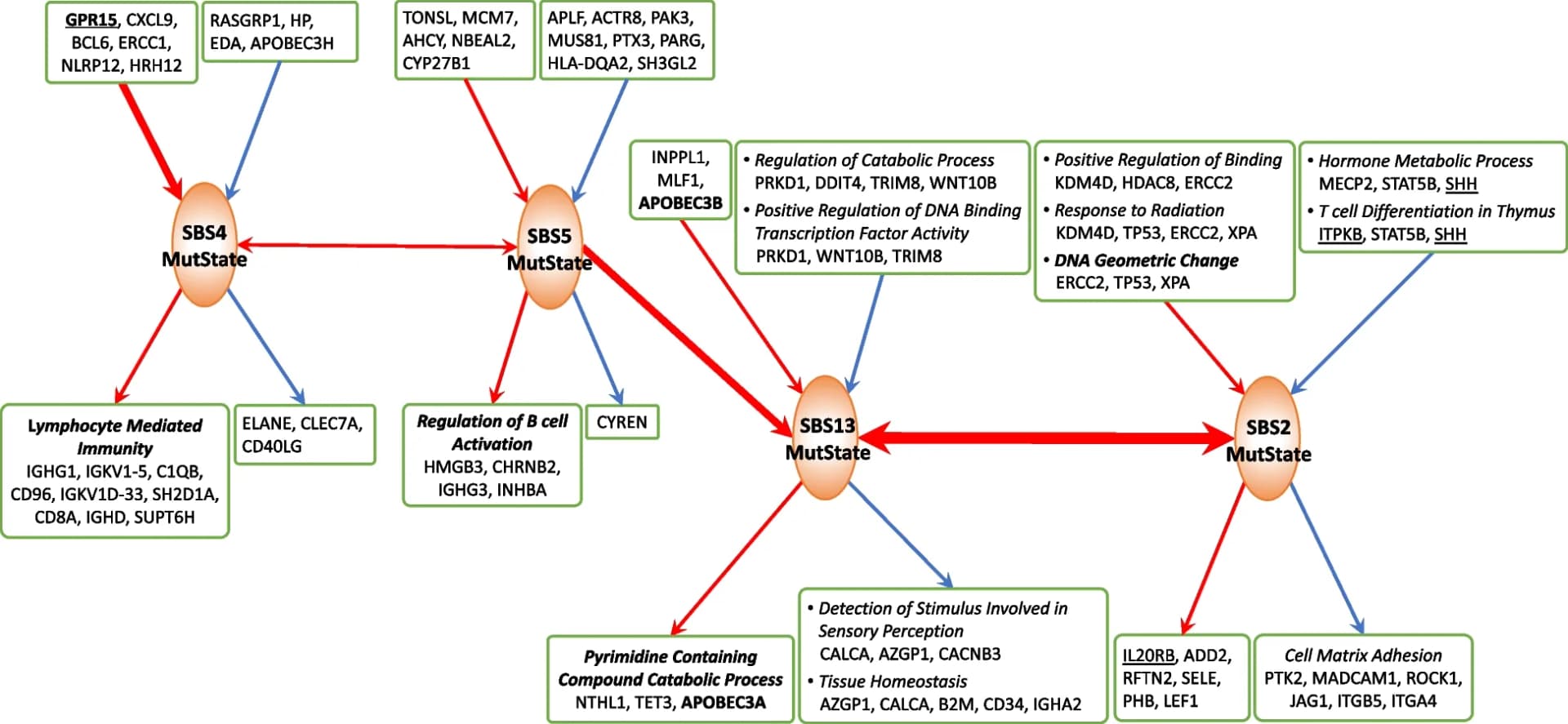 Open access visualization of Pathway, LUAD GSN, MutStates, Smoking, APOBEC