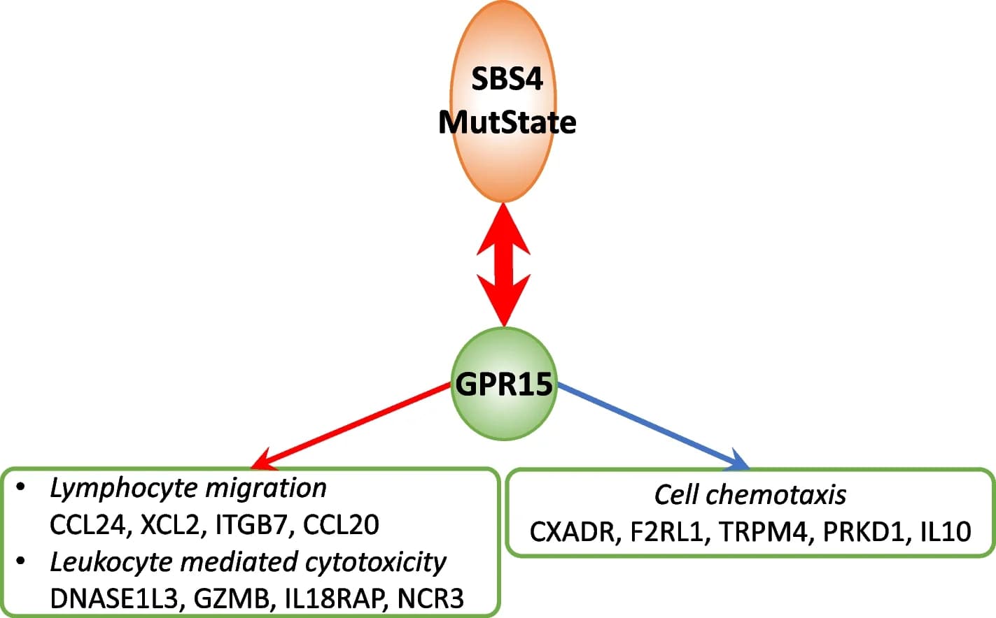 Open access visualization of Workflow, Flowchart, Illustration, Lung Adenocarcinoma, GPR15 gene