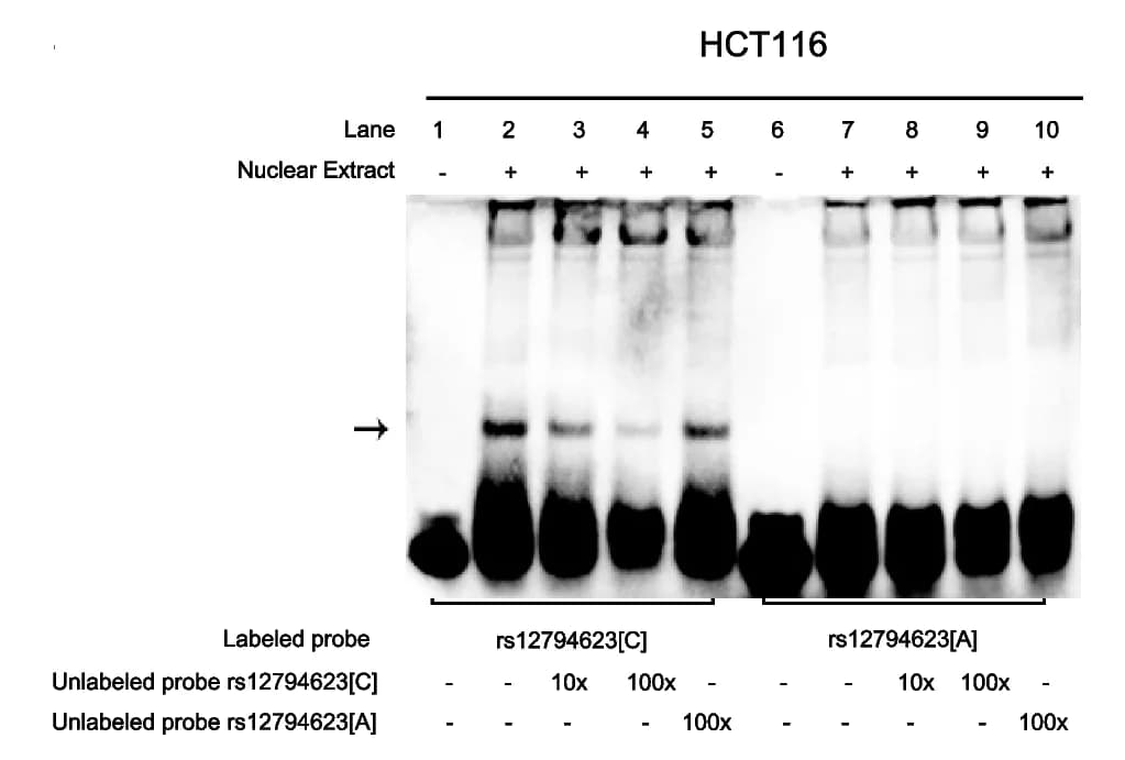 Open access visualization of Gel, EMSAs, Labeled Probes, rs12794623 Allele, Nuclear Extracts