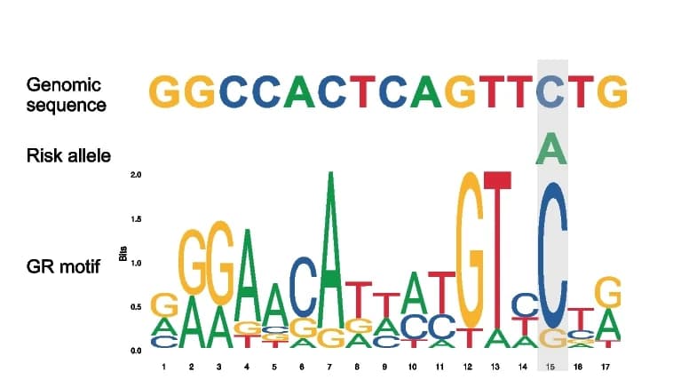 Open access visualization of Illustration, Binding Sites, rs12794623, GR Motif, JASPAR Database