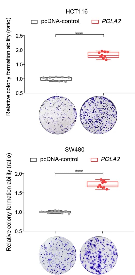 Open access visualization of Box Plot, Scatter Plot, Photo, POLA2, Overexpression