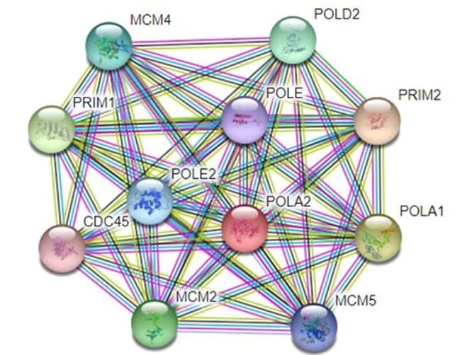 Open access visualization of Network, Pathway, Protein Interaction Network, POLA2, STRING Database