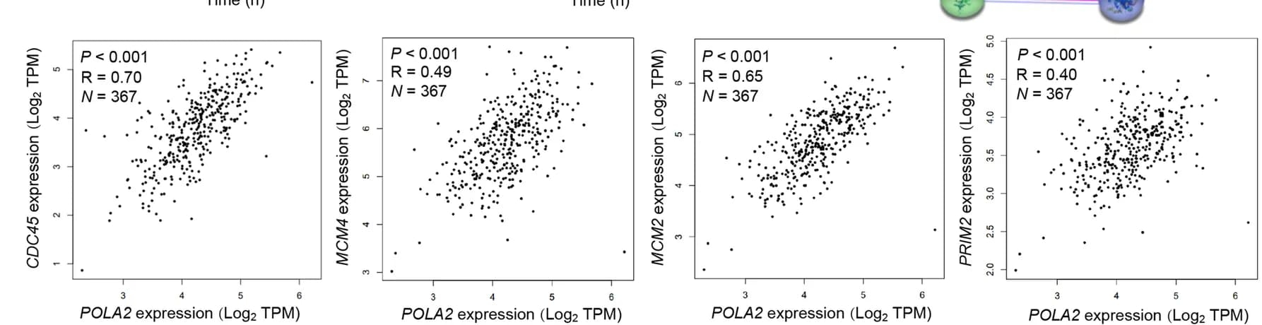 Open access visualization of Scatter Plot, Network, POLA2, Target mRNAs, Co-expression