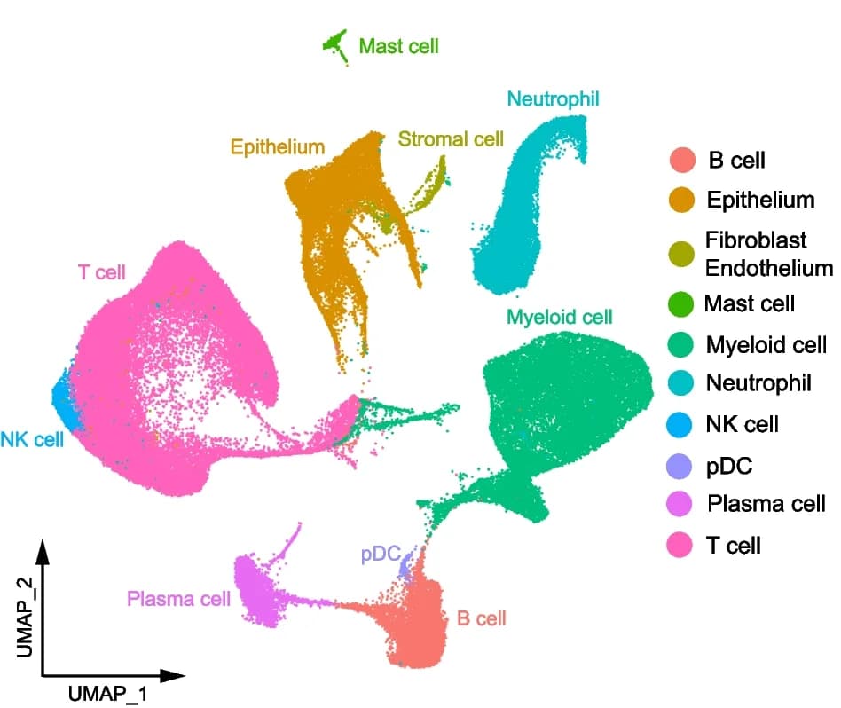 Open access visualization of UMAP, Cell Types, Canonical Markers