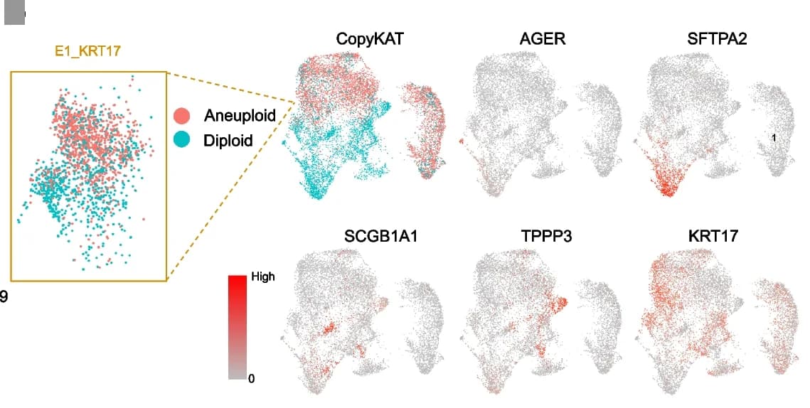 Open access visualization of Scatter Plot, UMAP, Epithelia, CopyKAT, Lung Epithelial Markers