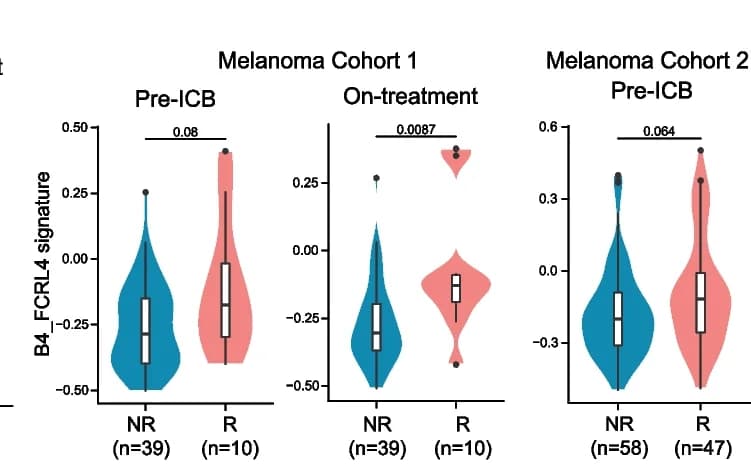 Open access visualization of Violin Plot, Box Plot, Violin Plots, Box Plots, B4_FCRL4 Signature