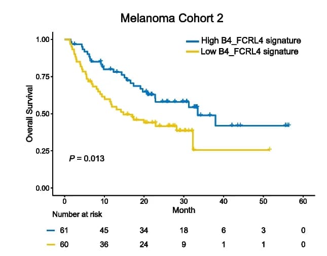 Open access visualization of Survival Curve, Line Plot, Line Step, Kaplan Meier Survival Curves, B4_FCRL4 Signature