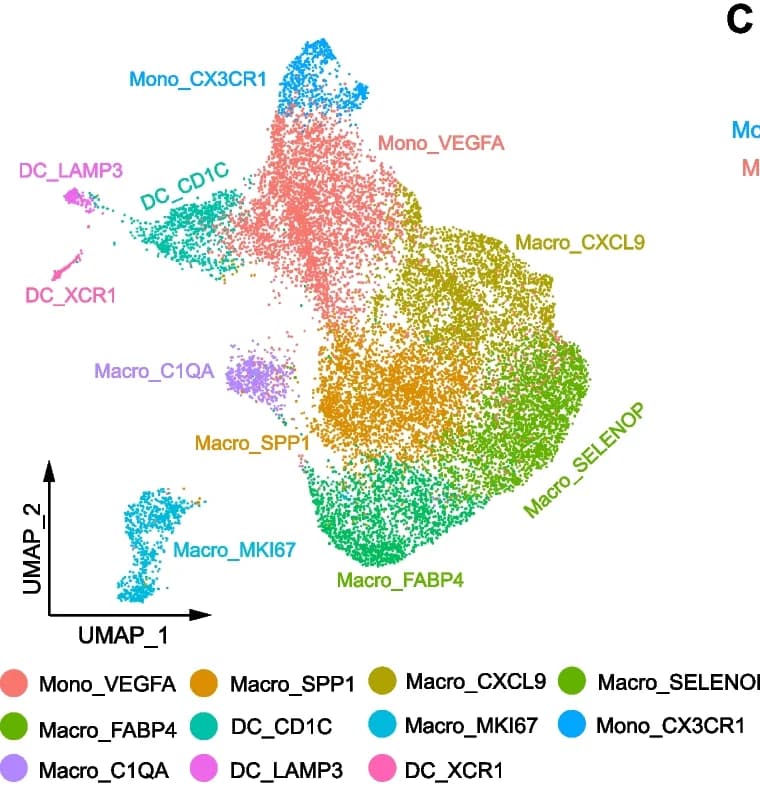 Open access visualization of UMAP, UMAP plot, Myeloid Cells, Clusters