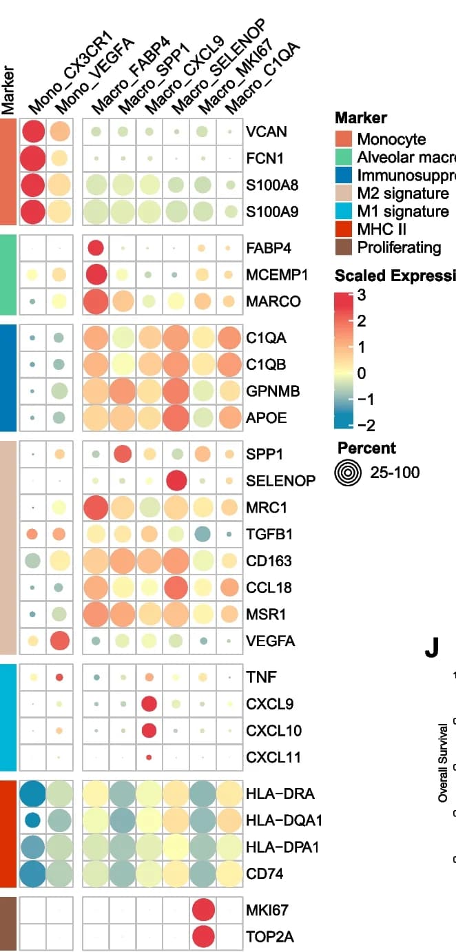 Open access visualization of Bubble Plot, Survival Curve, Heatmap, Monocyte, Macrophage