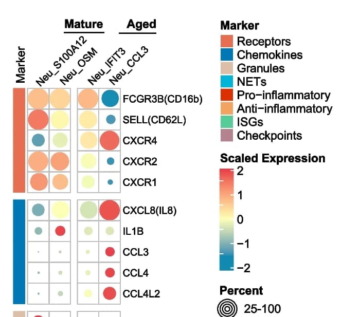 Open access visualization of Bubble Plot, Heatmap, Neutrophil Marker Genes, Neutrophil Extracellular Traps, Interferon-Stimulated Genes