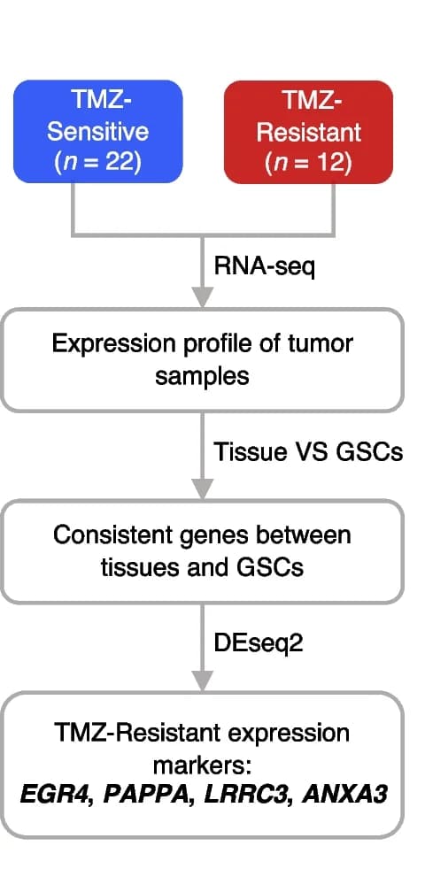 Open access visualization of Workflow, Flowchart, Illustration, RNA Sequencing, TMZ-resistant expression marker