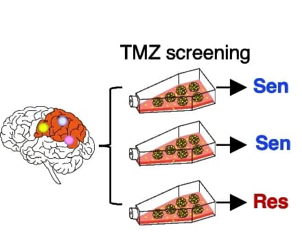 Open access visualization of Workflow, Illustration, TMZ-Sensitive, TMZ-Resistant, Multi-sector Samples