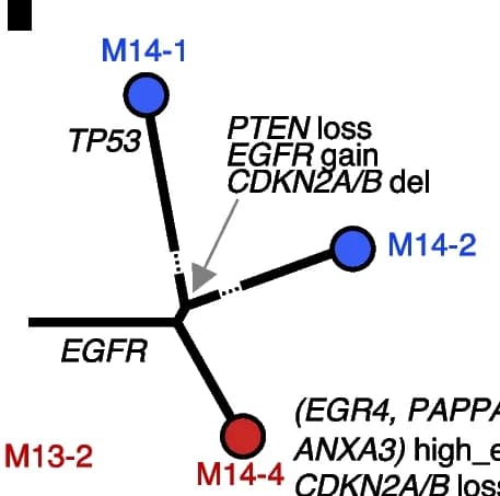 Open access visualization of Network, Pathway, Phylogenetic Trees, Somatic Mutation, Multi-sector Samples