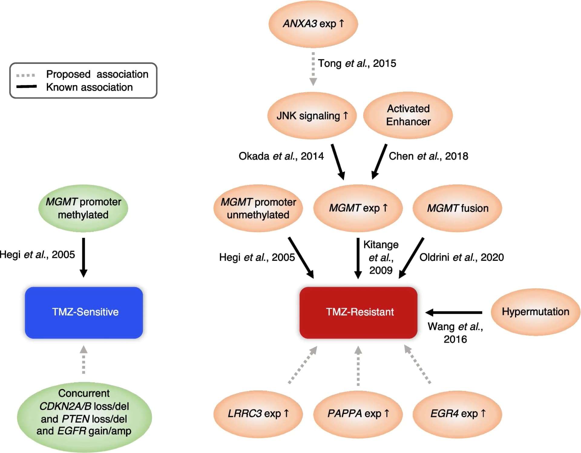 Open access visualization of Workflow, Flowchart, TMZ response, Glioblastoma, Molecular Features