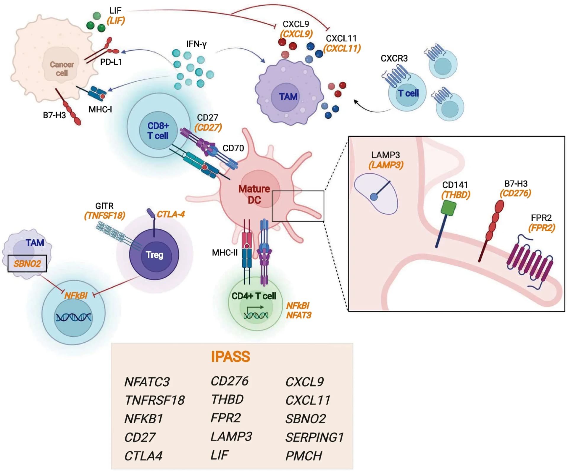Open access visualization of Workflow, Illustration, IPASS gene signature, Immune network, Paediatric cancers