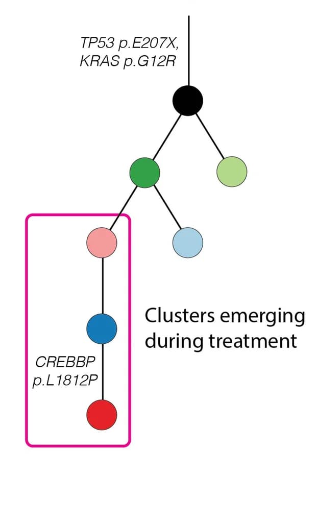 Open access visualization of Network, Pathway, Phylogenetic Tree, Mutation Clusters, Systemic Anti-Cancer Treatment