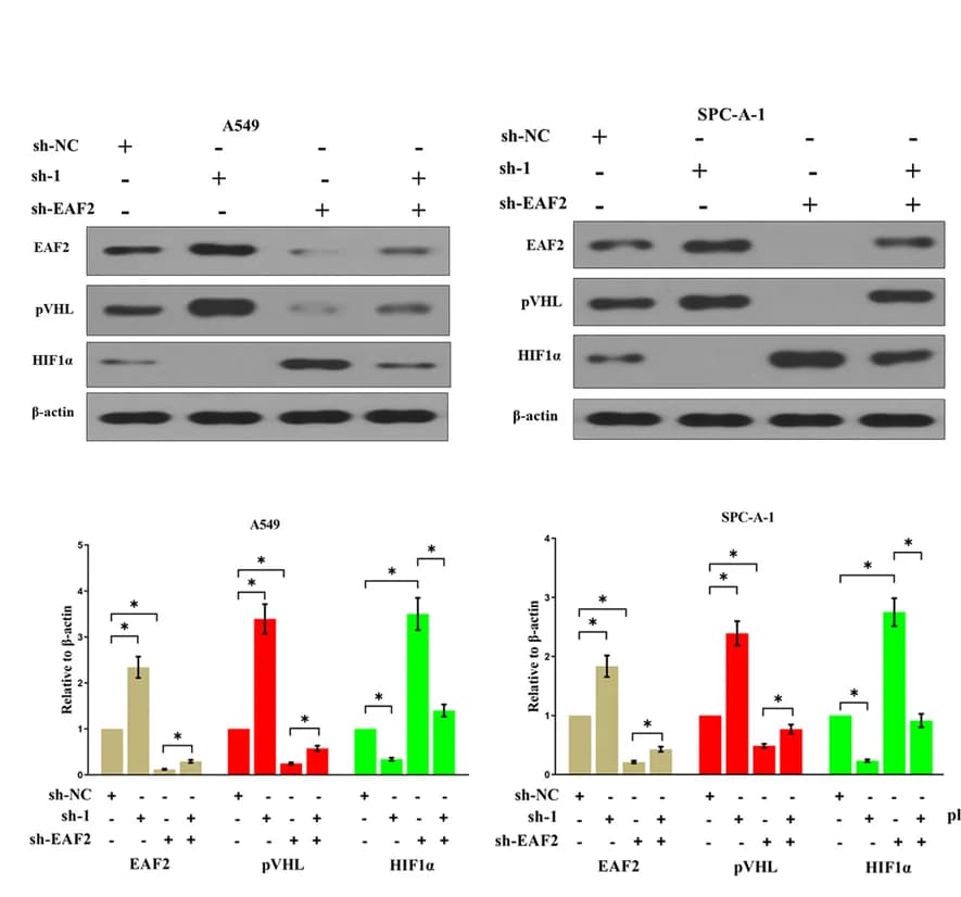 Open access visualization of Bar Plot, Error Bars, Gel, Marker Genes, Cell Clusters
