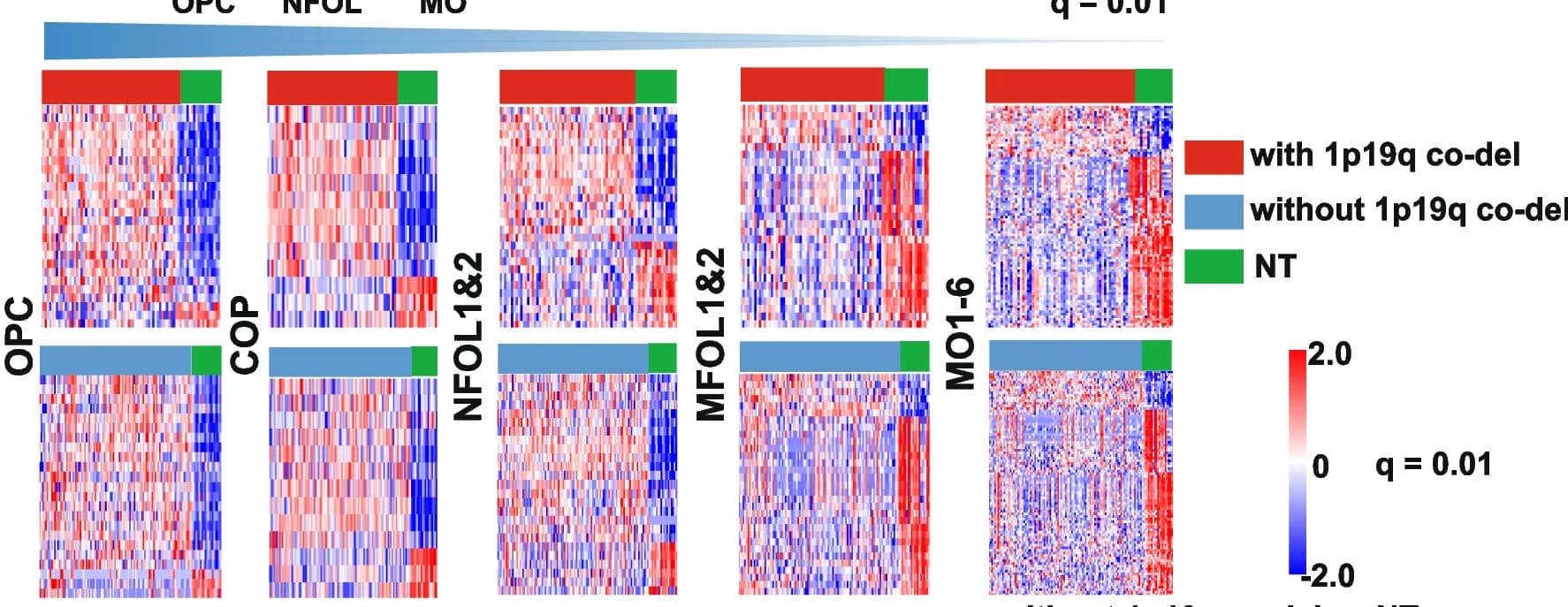 Open access visualization of Heatmap, Gene Expression Signatures, Gliomas, 1p19q Co-deletion, CGGA Dataset