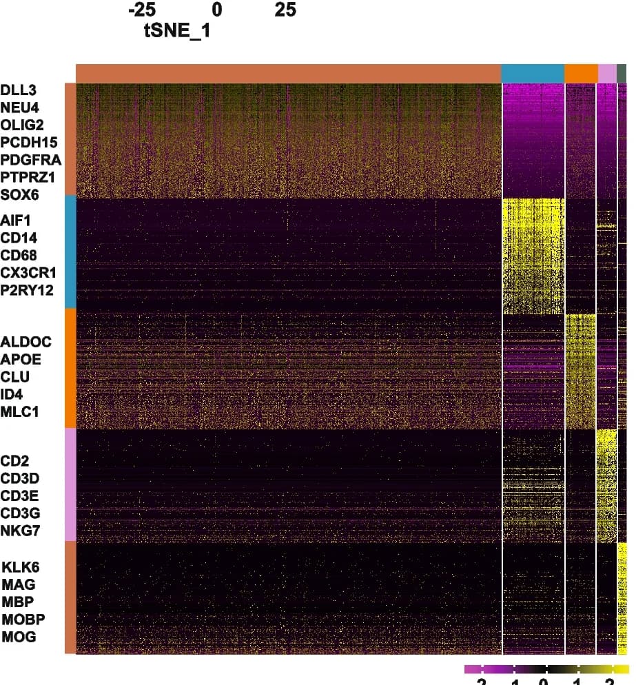 Open access visualization of Heatmap, Differentially expressed genes, Cell populations, Lineage-specific hallmarks