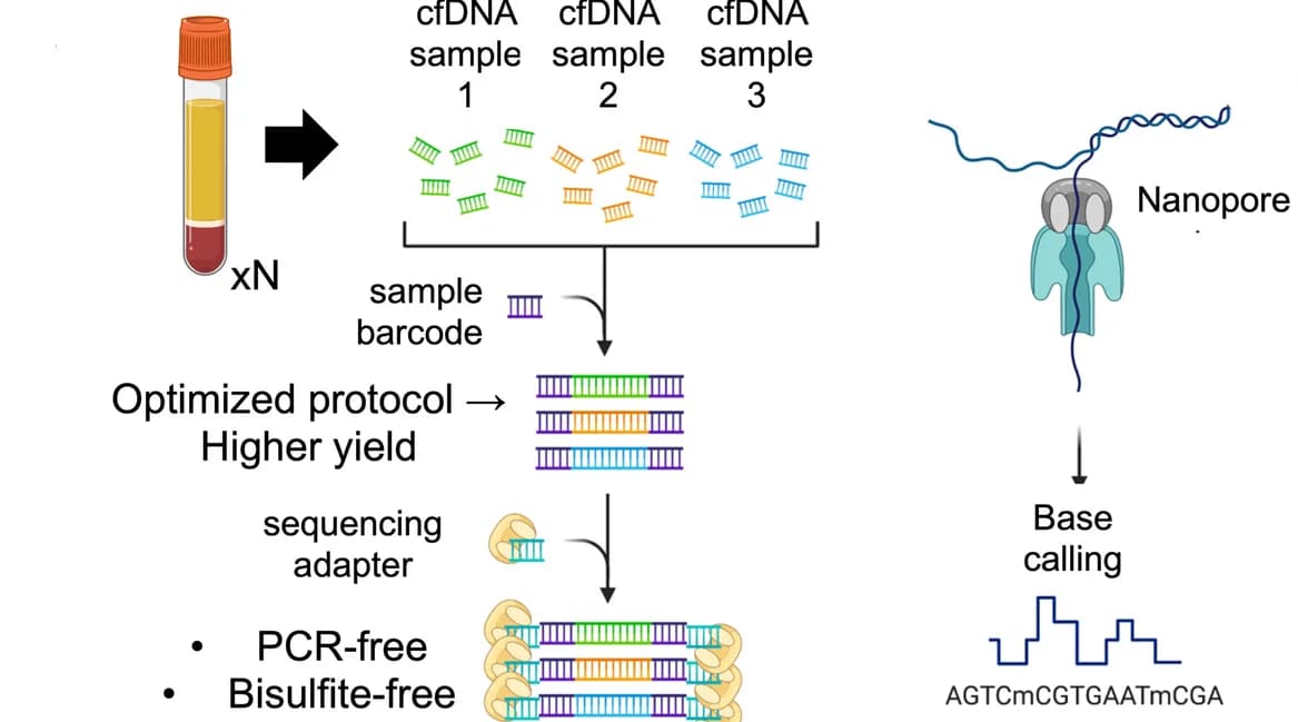 Open access visualization of Workflow, Illustration, cfDNA sequencing libraries, Methylation characterization, End-repair