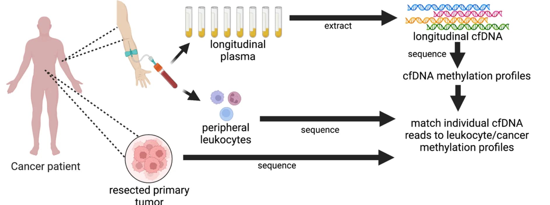 Open access visualization of Workflow, Flowchart, Illustration, cfDNA, Methylation