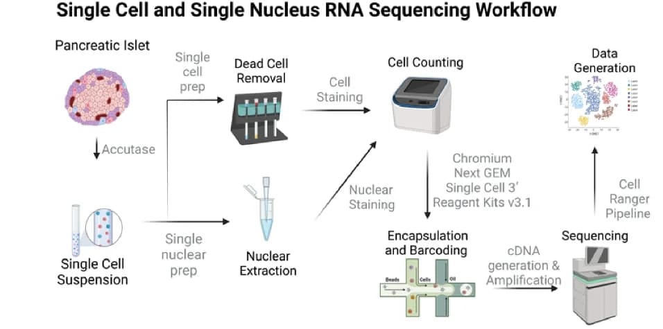 Open access visualization of Workflow, Flowchart, Experimental Design, Human Islet