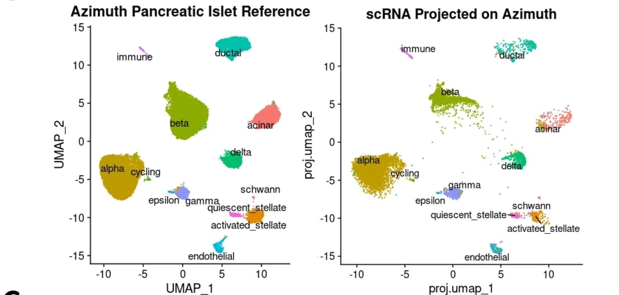 Open access visualization of Scatter Plot, UMAP, scRNA-seq data, Azimuth reference, Pancreatic islet