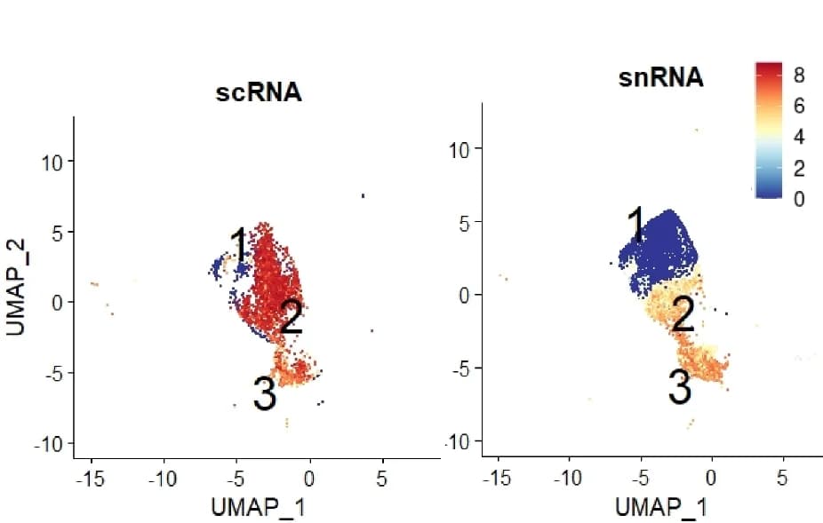 Open access visualization of Scatter Plot, UMAP, INS Expression, Beta-Cell Cluster, scRNA-seq