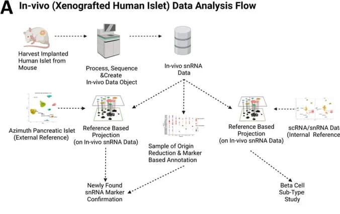 Open access visualization of Workflow, Flowchart, Scatter Plot, In Vivo, snRNA-seq Data