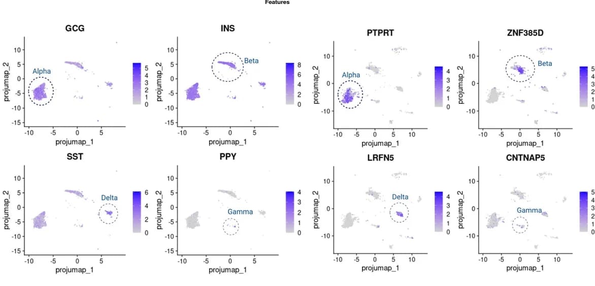 Open access visualization of Scatter Plot, UMAP, Canonical Genes, Endocrine Cells, In Vivo